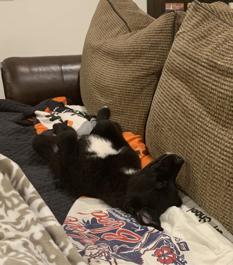 black lab mix puppy laying on his back