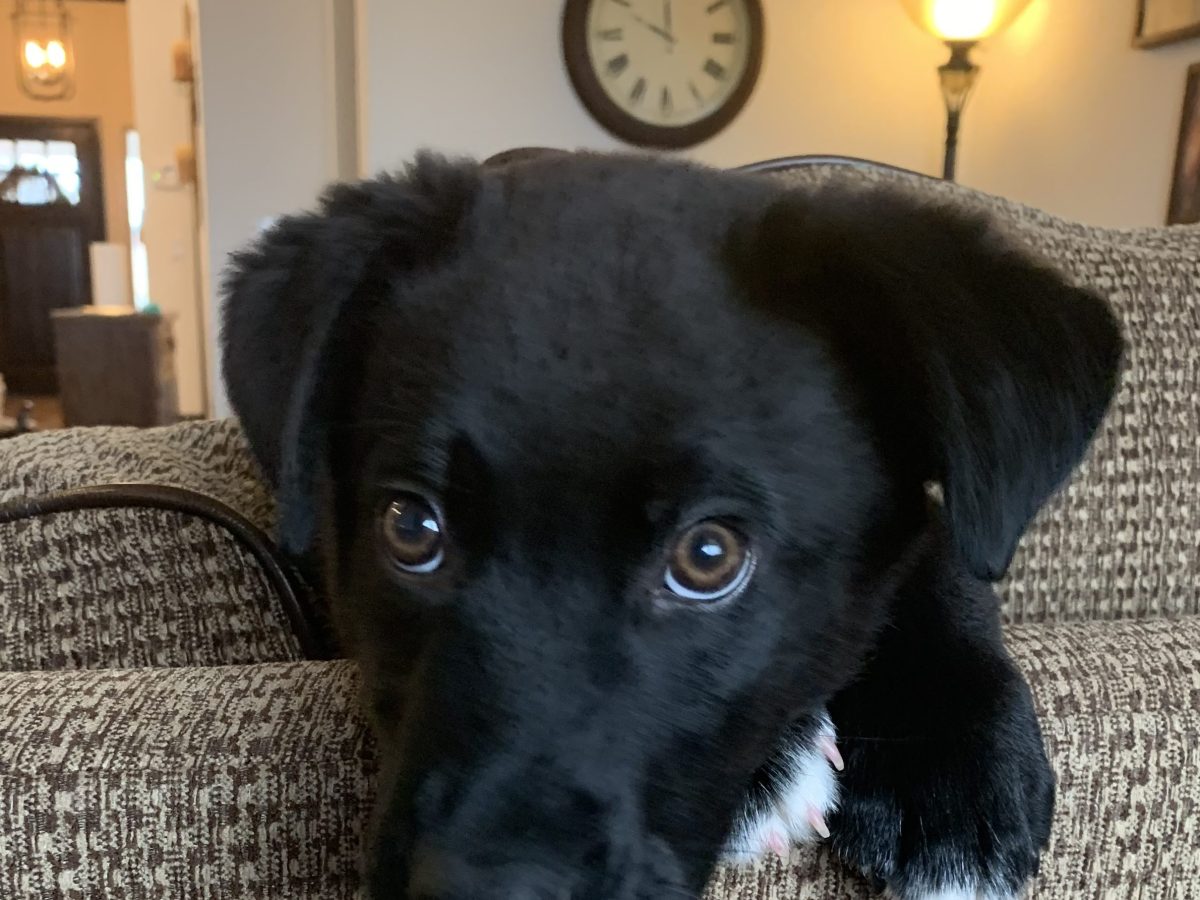 Love at First&nbsp;Bite